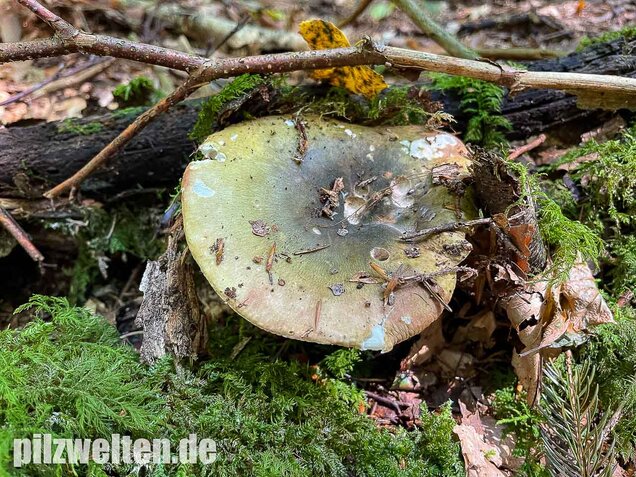 Grüner Frauentäubling, Russula peltereaui