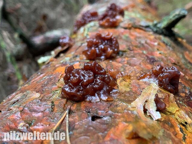 Kandisbrauner Drüsling, Exidia saccharina