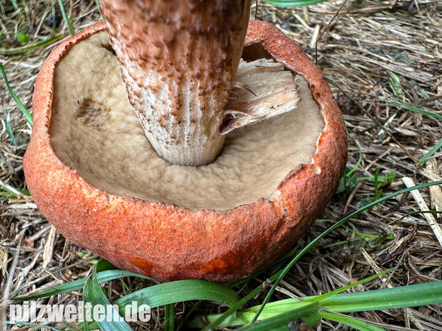 Laubwald-Rotkappe, Eichenrotkappe, Leccinum aurantiacum