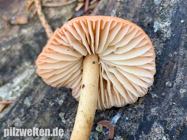 Nelkenschwindling, Marasmius oreades