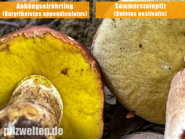 Sommersteinpilz, Boletus aestivalis