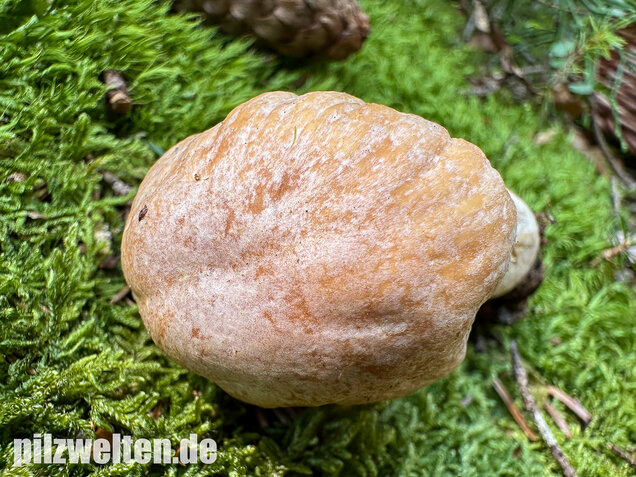 Reifpilz, Cortinarius caperatus