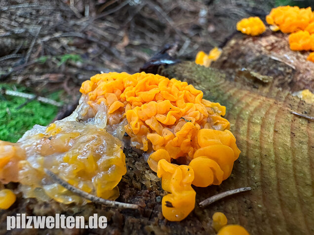 Riesengallertträne, Dacrymyces chrysospermus