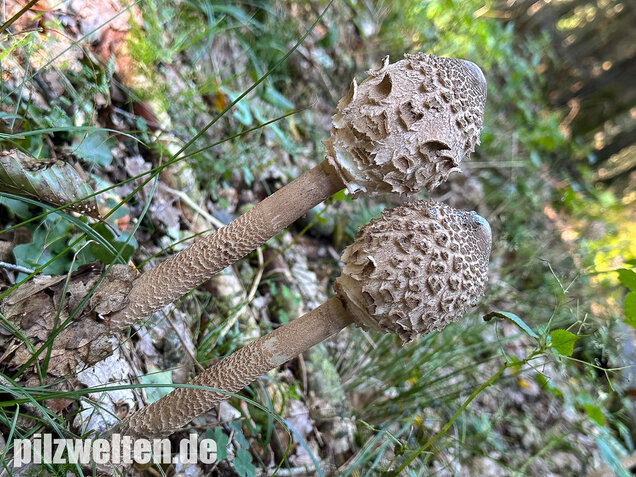 Riesenschirmling, Parasol, Macrolepiota procera