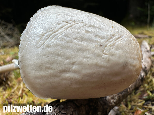 Ringdüngerling, Beringter Düngerling, Panaeolus semiovatus