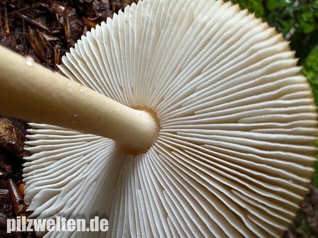 Rotbrauner Scheidenstreifling, Amanita fulva