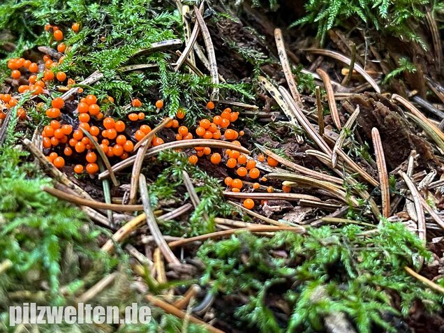 Rotköpfiger Schleimpilz, Trichia decipiens