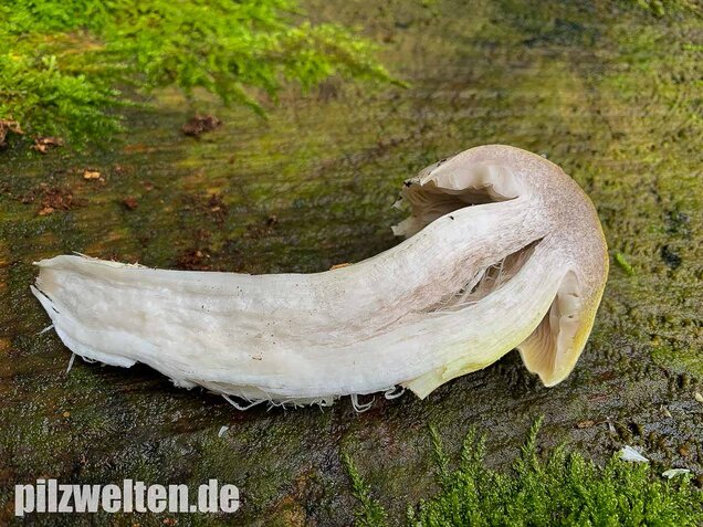 Schneeritterling, Tricholoma portentosum