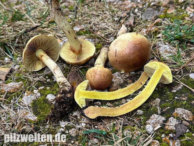Stinkender Schleimkopf, Gelber Schleimkopf, Phlegmacium mussivum