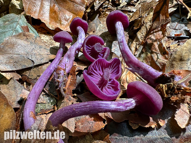 Violetter Lacktrichterling, Laccaria amethystina