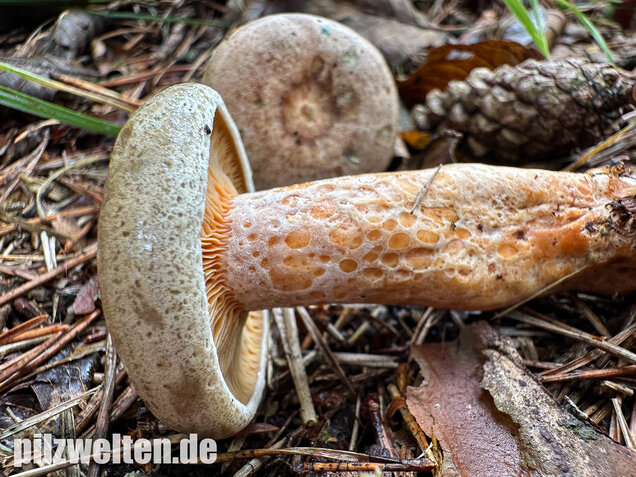 Wechselblauer Edelreizker, Lactarius quieticolor