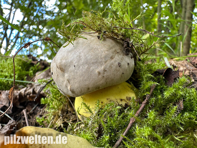 Wurzelnder Bitterröhrling, Caloboletus radicans