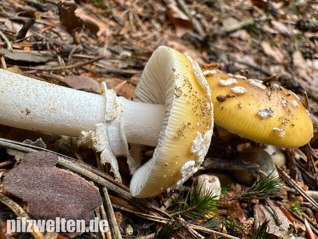 Narzissengelber Knollenblätterpilz, Amanita gemmata