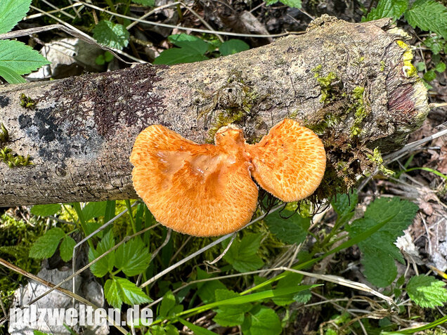 Bienenwabenporling, Waben-Stielporling, Neofavolus alveolaris
