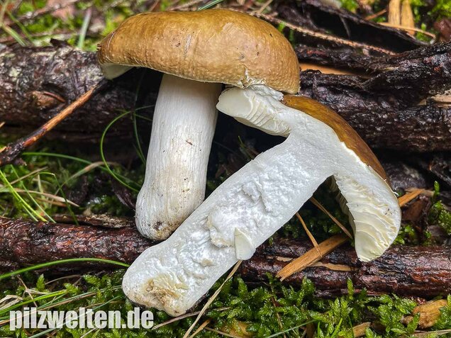 Brauner Ledertäubling, Elefantentäubling, Russula integra