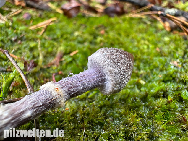 Duftender Gürtelfuß, Pelargoniengürtelfuß, Cortinarius flexipes