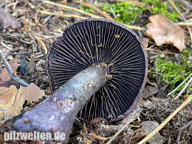 Dunkelvioletter Nadelwaldschleierling, Cortinarius hercynicus