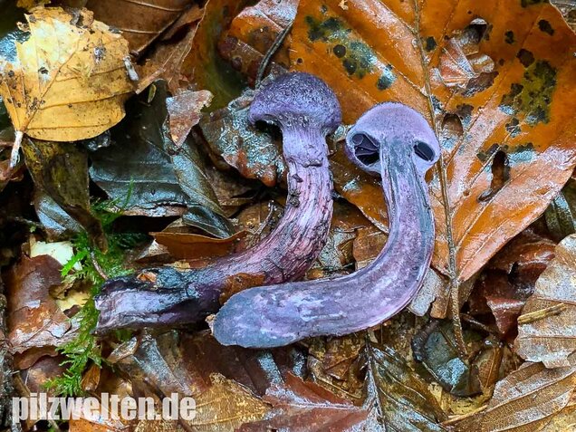 Dunkelvioletter Schleierling, Cortinarius violaceus