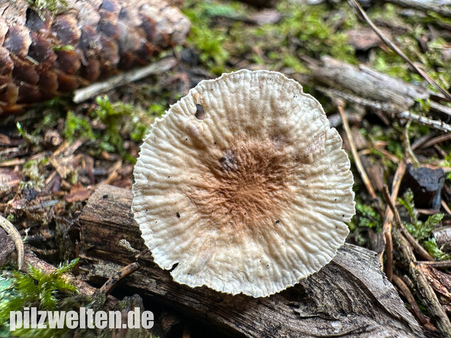 Knoblauchschwindling, Mycetinis scorodonius