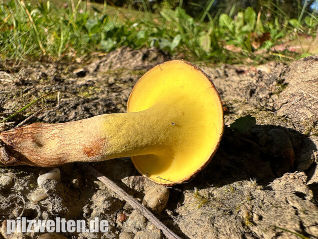 Erlengrübling, Gyrodon lividus