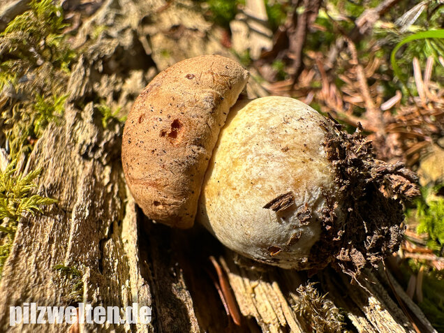 Nadelwald Anhängselröhrling, Gelber Steinpilz, Butyriboletus subappendiculatus