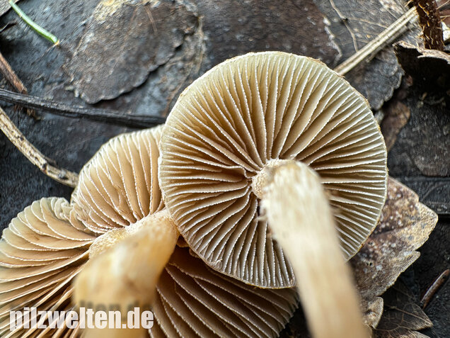 Fettigglänzender Häubling, Blätter-Scheinschüppling, Meottomyces dissimulans