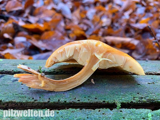 Geflecktblättriger Flämmling, Gymnopilus penetrans