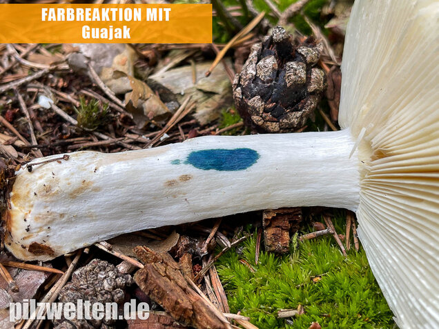 Gelber Graustieltäubling, Russula claroflava