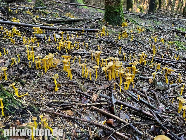 Trompetenpfifferling, Craterellus tubaeformis