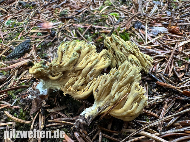 Grünfleckige Fichtenkoralle, Phaeoclavulina abietina