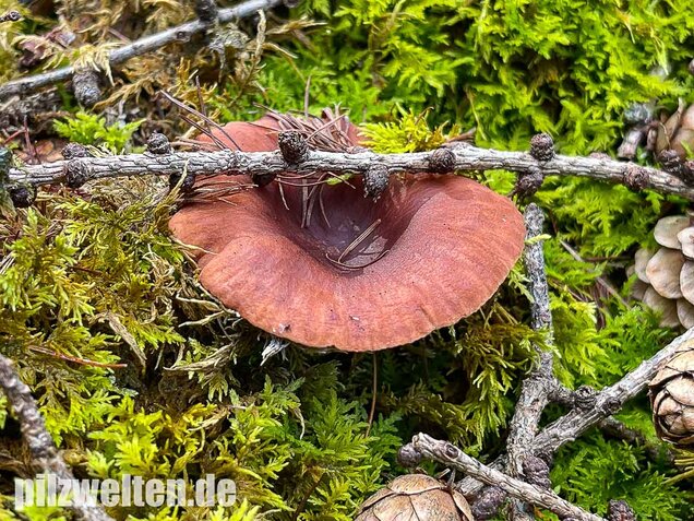 Kampfermilchling, Lactarius camphoratus
