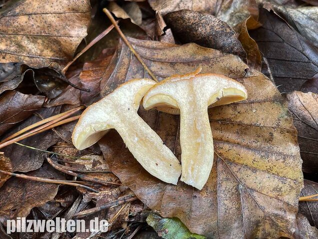 Lärchenmilchling, Lactarius porninsis