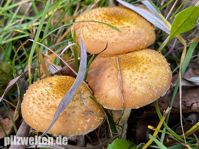 Laubholzhallimasch, Armillaria gallica