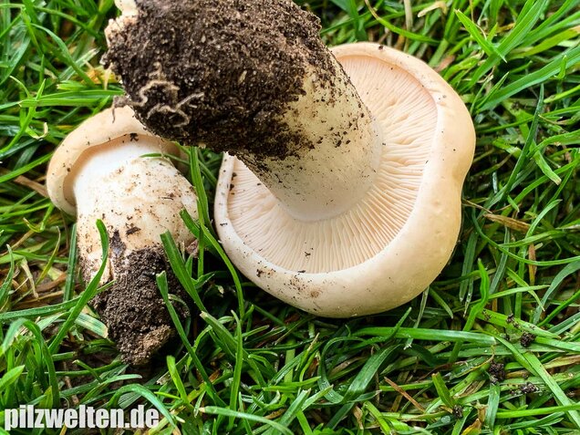 Mairitterling, Georgsritterling, Calocybe gambosa