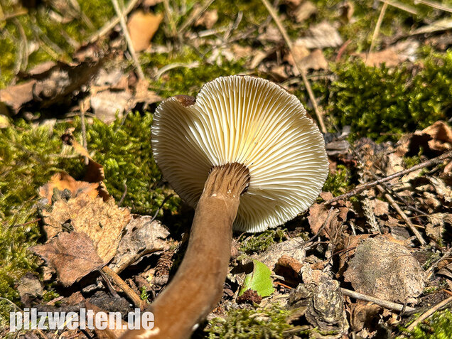 Mohrenkopf-Milchling, Lactarius lignyotus
