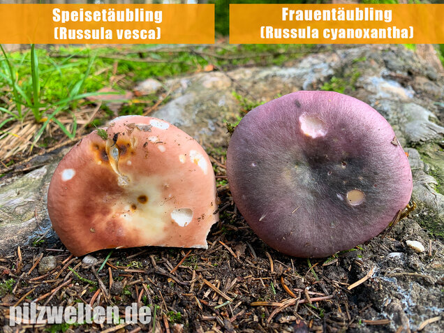 Frauentäubling, Russula cyanoxantha