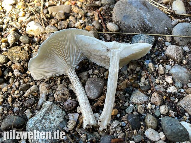 Raustielweichritterling, Melanoleuca verrucipes