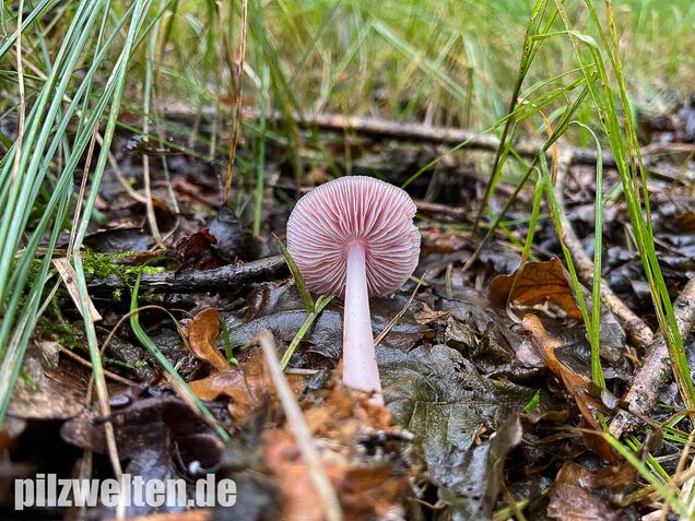 Rosa Rettichhelmling, Mycena rosea
