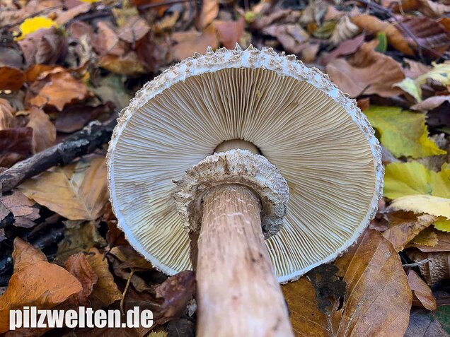 Olivbrauner Safranschirmling, Wald-Safranschirmling, Chlorophyllum olivieri