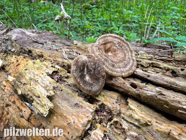 Sklerotienporling, Polyporus tuberaster