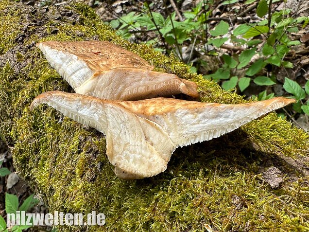 Sklerotienporling, Polyporus tuberaster