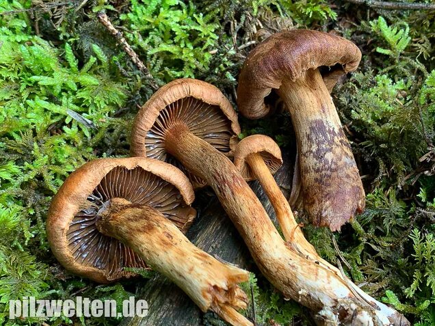 Spitzgebuckelter Raukopf, Cortinarius rubellus