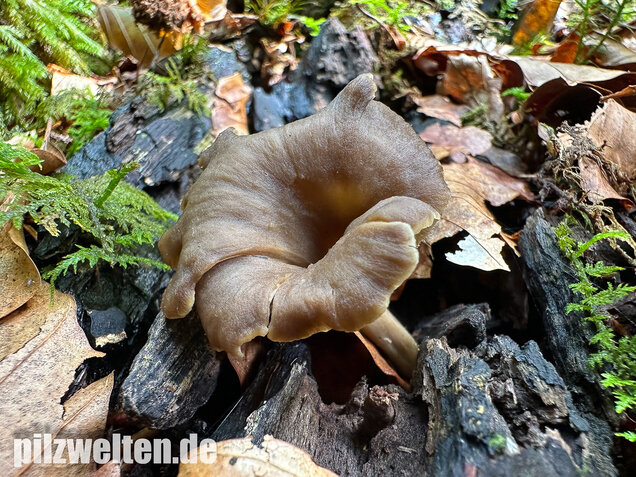 Krause Kraterelle, Krauser Leistling, Craterellus undulatus