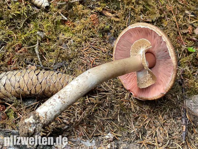Kleiner Waldchampignon, Agaricus silvaticus