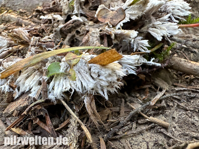 Weißer Warzenpilz, Blumenlederkoralle, Thelephora penicillata