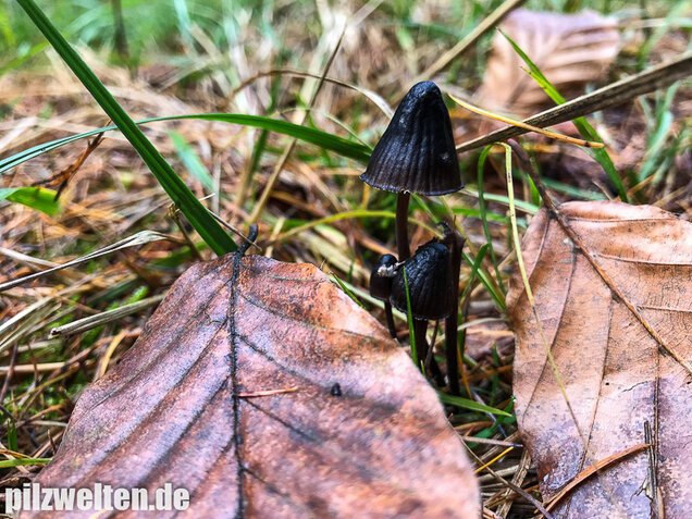 Weißmilchender Schwarzhelmling, Mycena leucogala