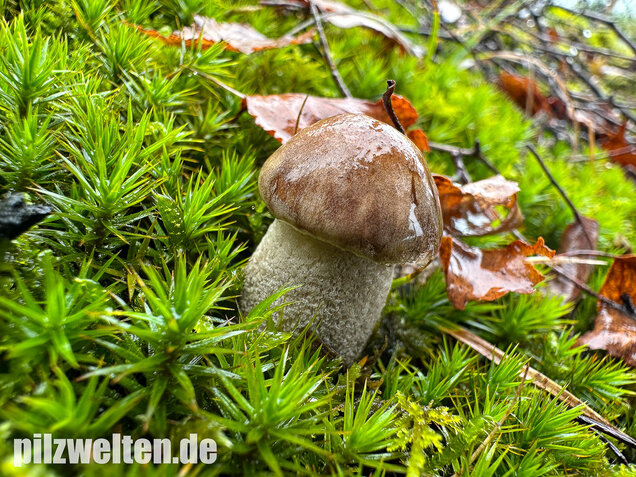Wollstieliger Raufußröhrling, Leccinum cyaneobasileucum