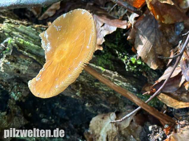 Wurzelnder Schleimrübling, Grubiger Wurzelrübling, Hymenopellis radicata