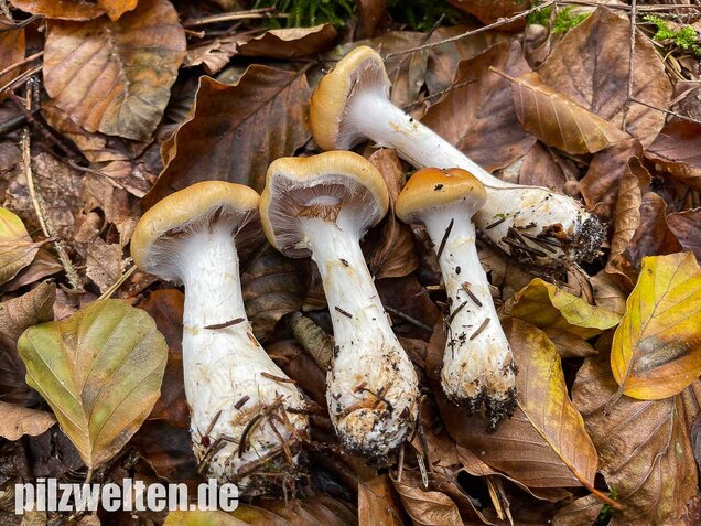 Ziegelgelber Schleimkopf, Semmelgelber Schleimkopf, Cortinarius varius