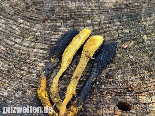 Zungenkernkeule, Tolypocladium ophioglossoides